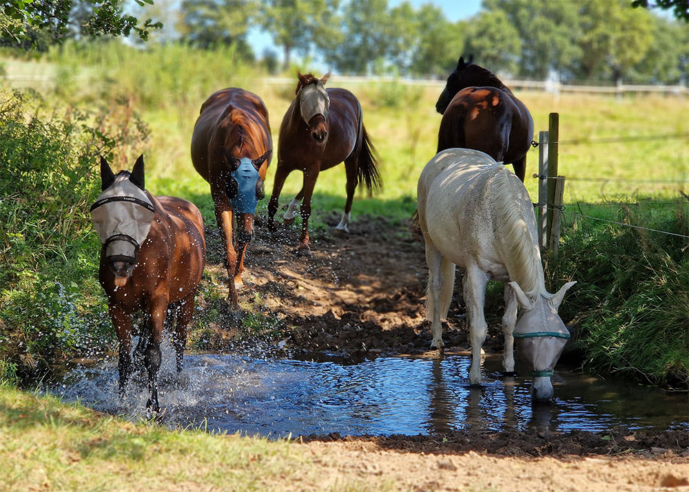 Fünf Pferde stehen auf der Weide in einer Pfütze am Reitstall am Berishof