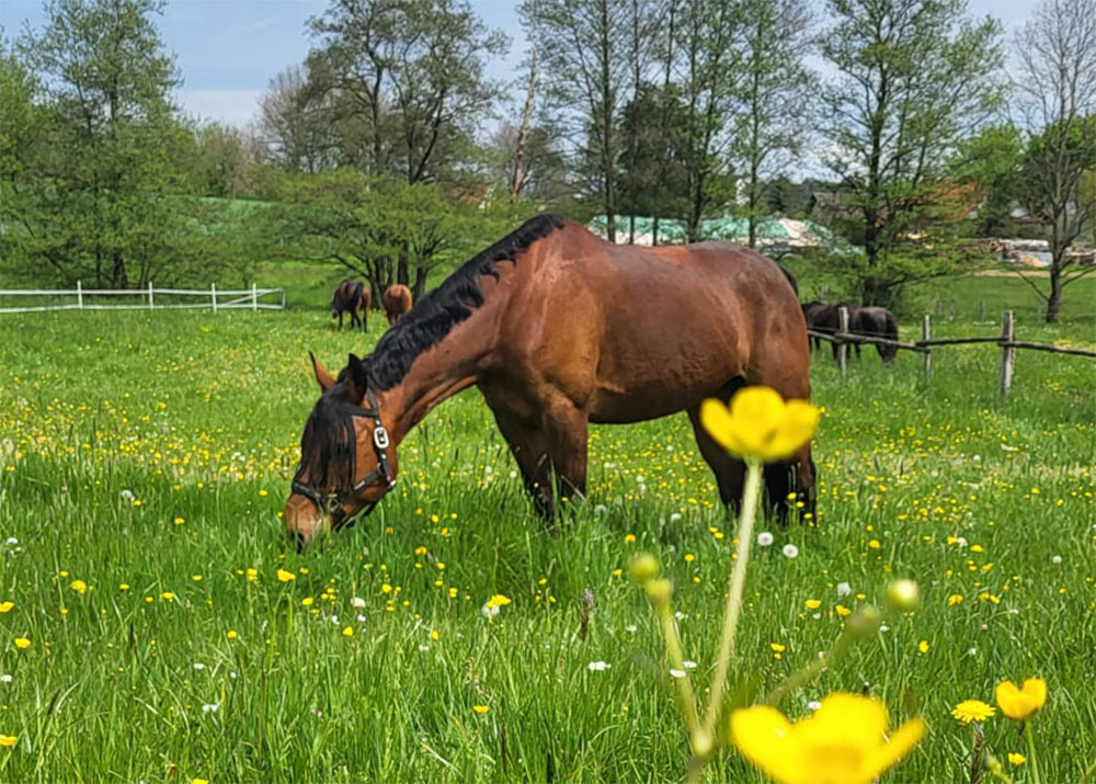 Pferd auf der Weide vom Berishof mit Blumen im Vordergrund