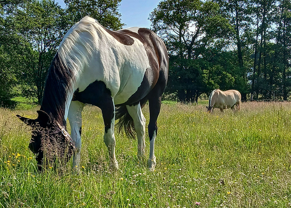 Zwei Pferde stehen auf einer Weide des Berishof im hohen Gras